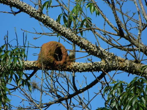Variegated Flycatcher