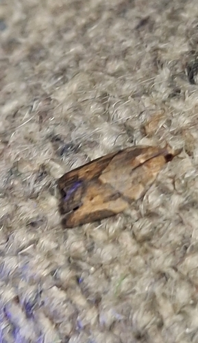 Light Brown Apple Moth