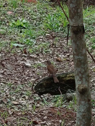 Pale-breasted Thrush