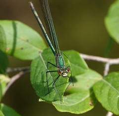 Calopteryx angustipennis