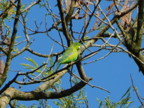 Cobalt-rumped Parrotlet