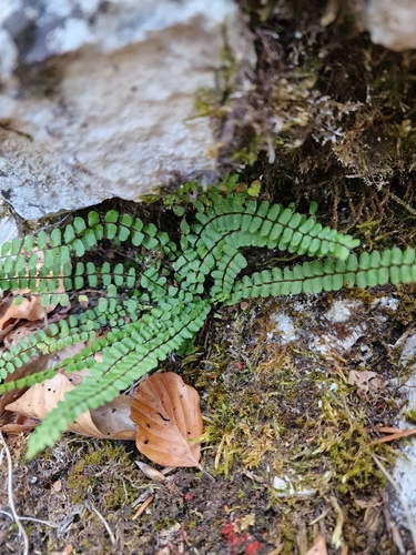maidenhair spleenwort