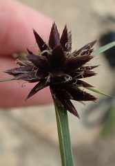 Cyperus semitrifidus