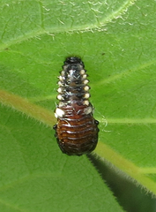 Chrysomela