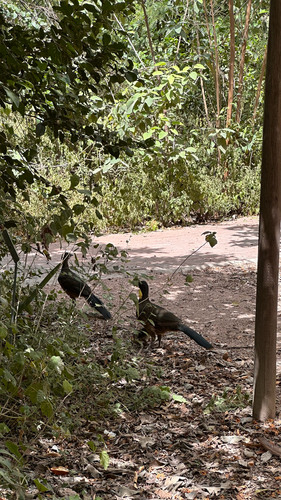 Plain Chachalaca