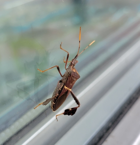 Leptoglossus zonatus