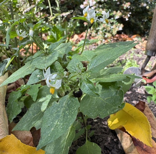 black nightshade