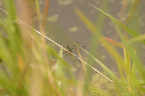 Eastern Pondhawk