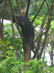 Trachypithecus obscurus styx