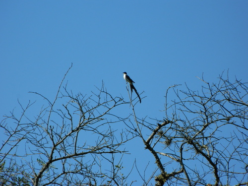 Fork-tailed Flycatcher