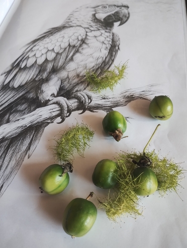 Passiflora foetida, photograph 2