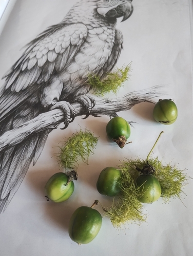Passiflora foetida, photograph 3
