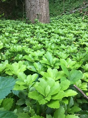 Pachysandra