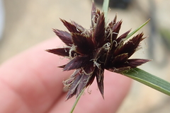 Cyperus semitrifidus
