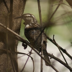 Campylorhynchus jocosus