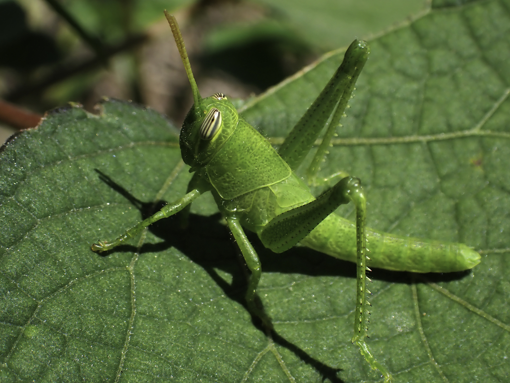 Cuban bird grasshopper