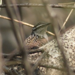 Campylorhynchus jocosus