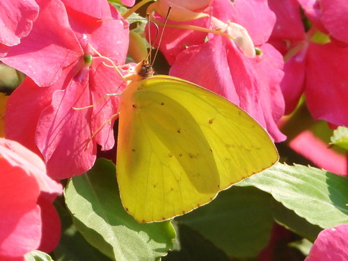 Cloudless Sulphur