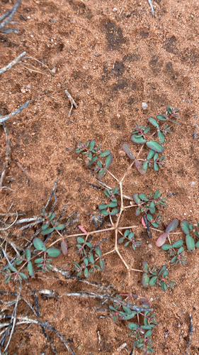 Ribseed Sandmat
