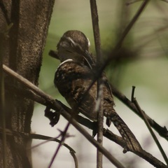 Campylorhynchus jocosus