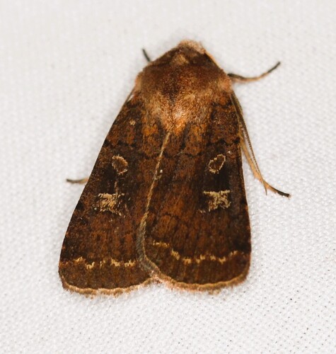Square-spot Rustic