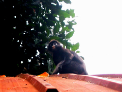 Trachypithecus obscurus styx