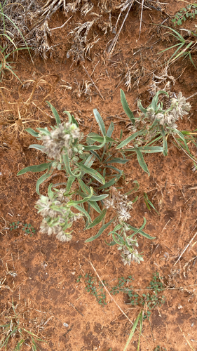Bownut Cryptantha