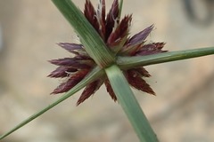 Cyperus semitrifidus
