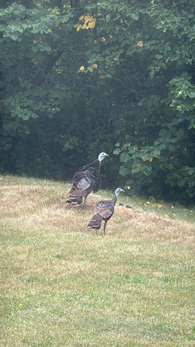 Wild Turkey