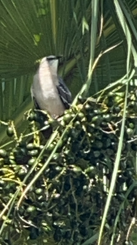 Northern Mockingbird
