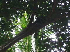 Trachypithecus obscurus styx