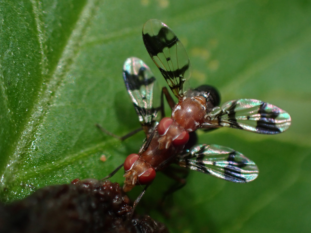 Epiplatea erosa