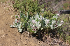 Asclepias californica