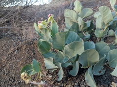 Asclepias cryptoceras davisii