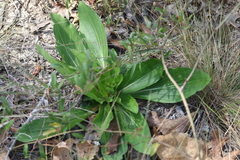 Carphephorus odoratissimus