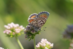 Euphilotes battoides