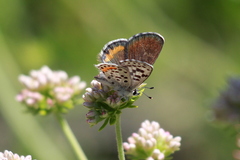 Euphilotes battoides