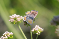 Euphilotes battoides