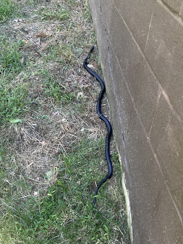Central Ratsnake