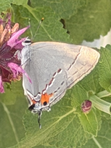 Gray Hairstreak