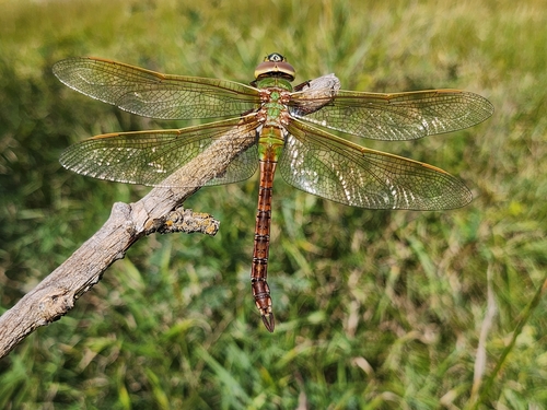 Common Green Darner