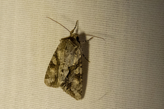 Achatia distincta