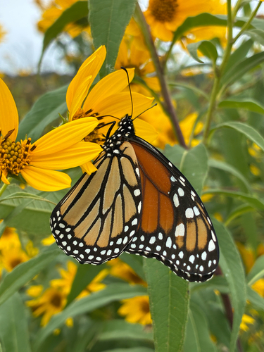 Monarch