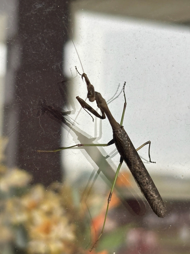 Carolina Mantis