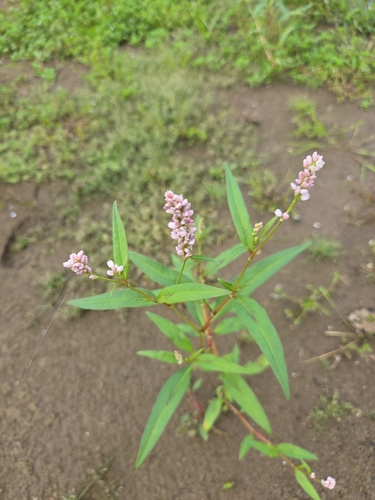 pinkweed
