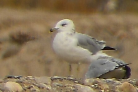 Ring-billed Gull
