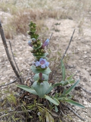Penstemon attenuatus