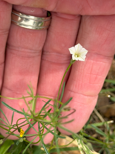 Ipomoea costellata, photograph 6