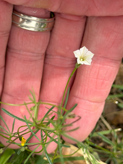 Ipomoea costellata, photograph (c) CK2AZ, some rights reserved (CC BY)