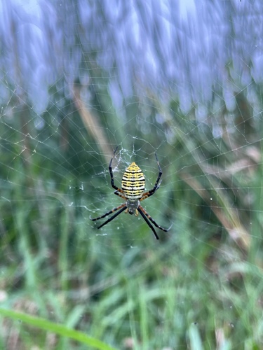 Banded Garden Spider